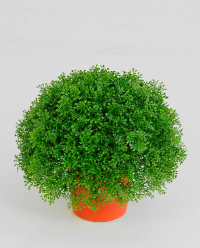 5809 Honey Moss Potted 20cm